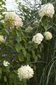 Hydrangea paniculata Limelight-1 Hortensja bukietowa